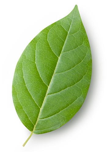 A Green Leaf - KibrisPDR