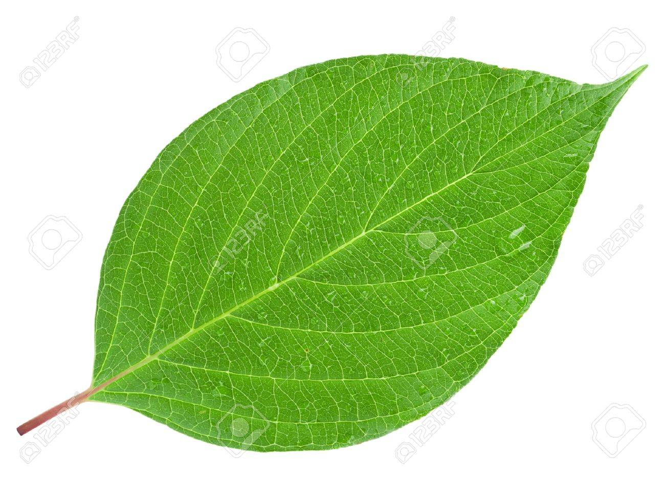 Detail A Green Leaf Nomer 3