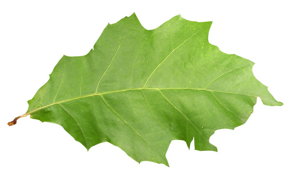 Detail A Green Leaf Nomer 42