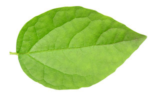 Detail A Green Leaf Nomer 6