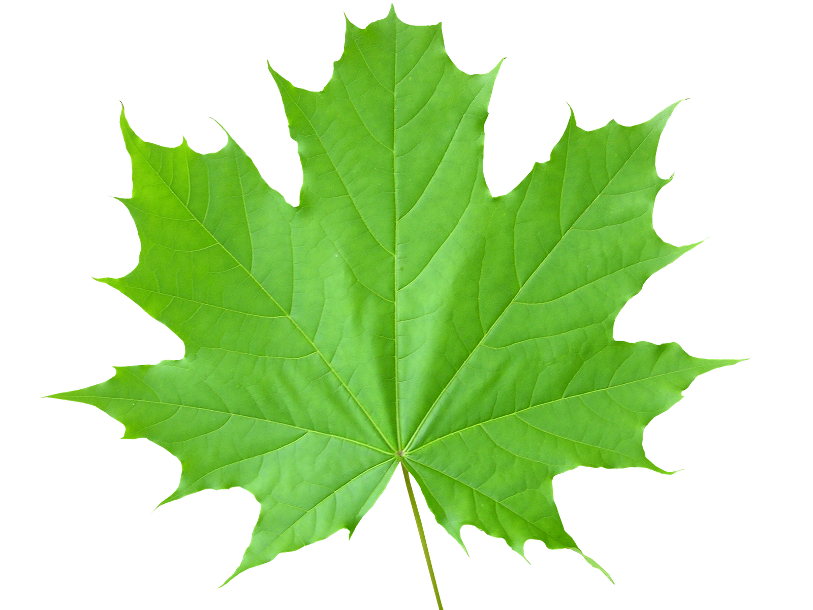 Detail A Green Leaf Nomer 10