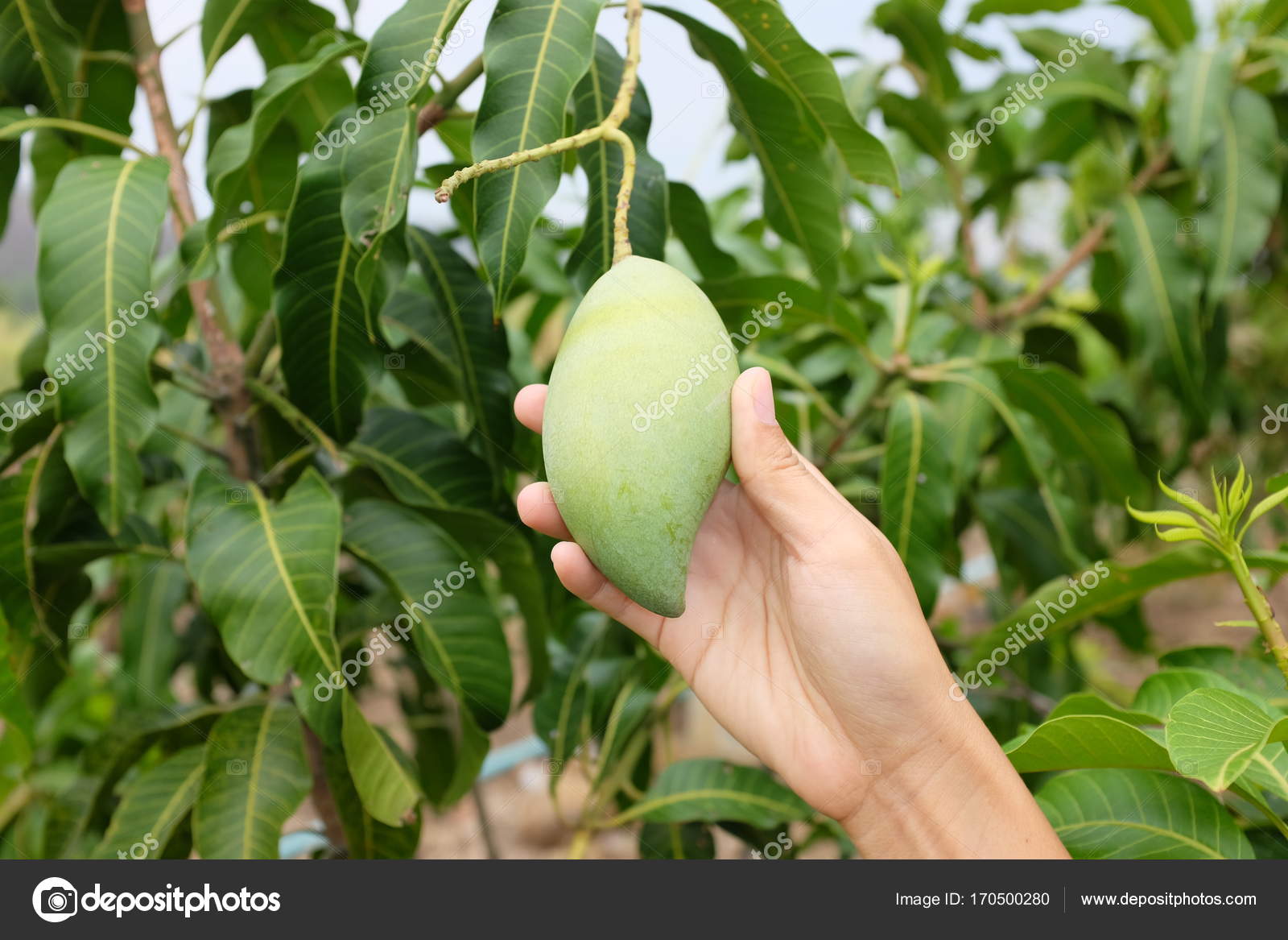 Detail A Mango In The Hand Nomer 13