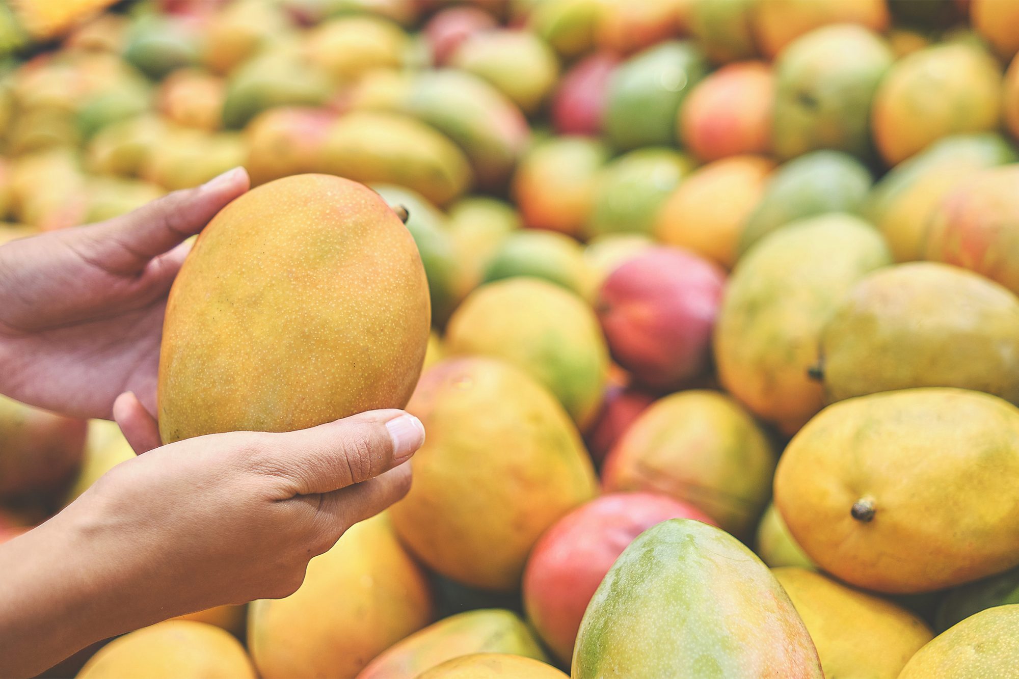 Detail A Mango In The Hand Nomer 15