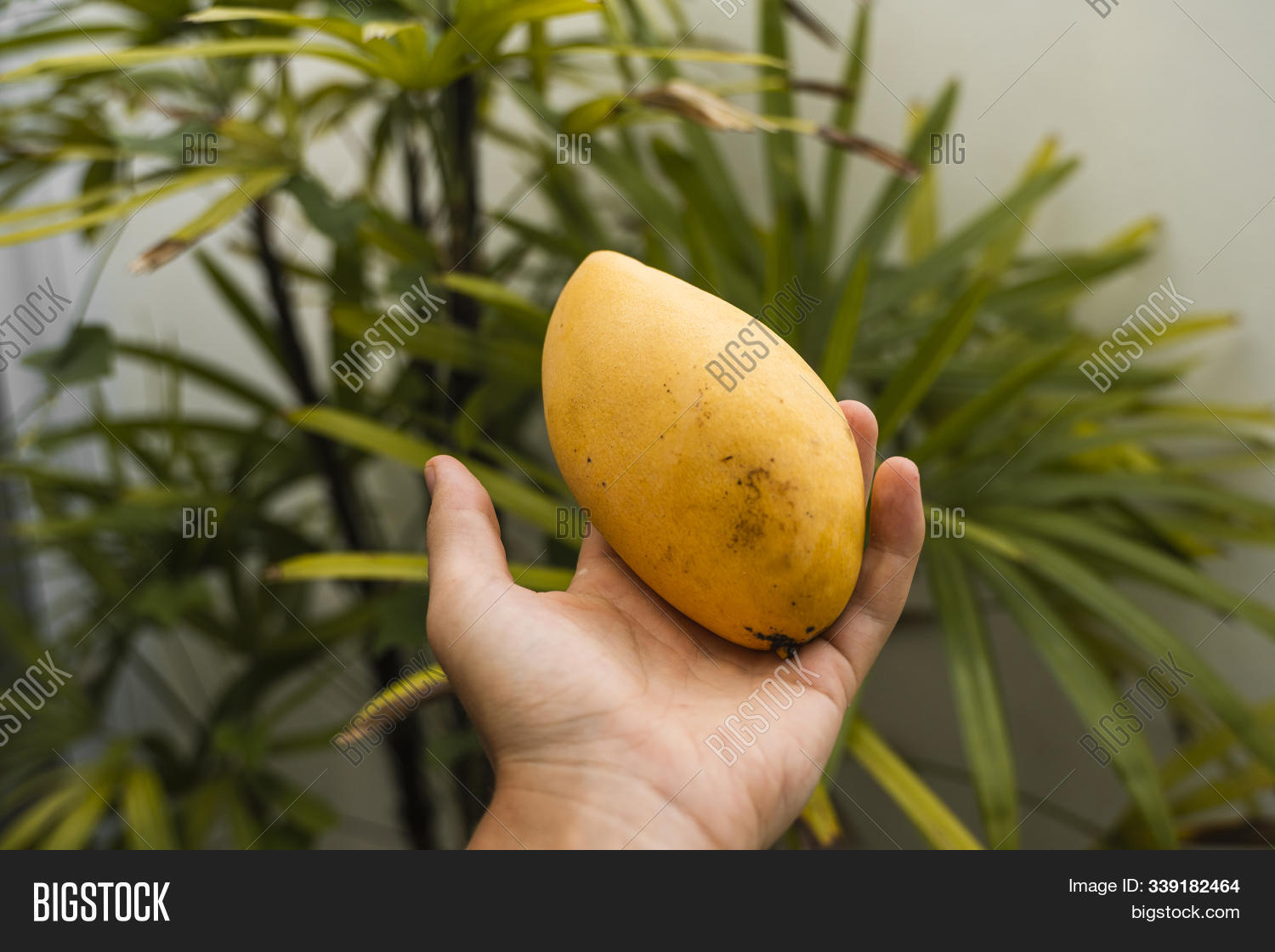 Detail A Mango In The Hand Nomer 22