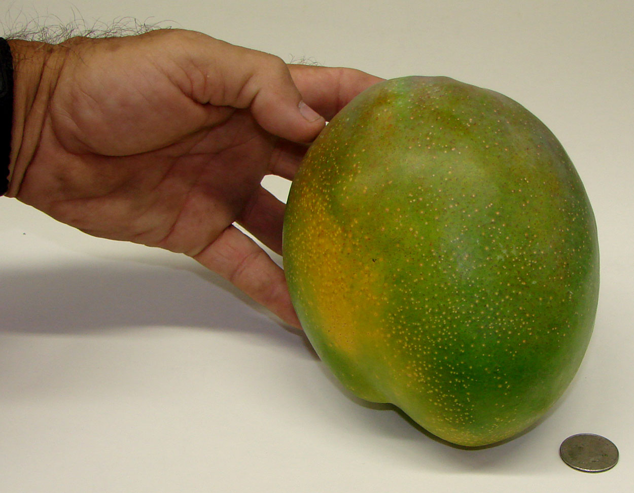 Detail A Mango In The Hand Nomer 29