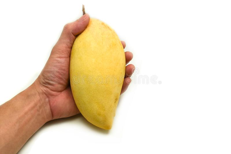 Detail A Mango In The Hand Nomer 4