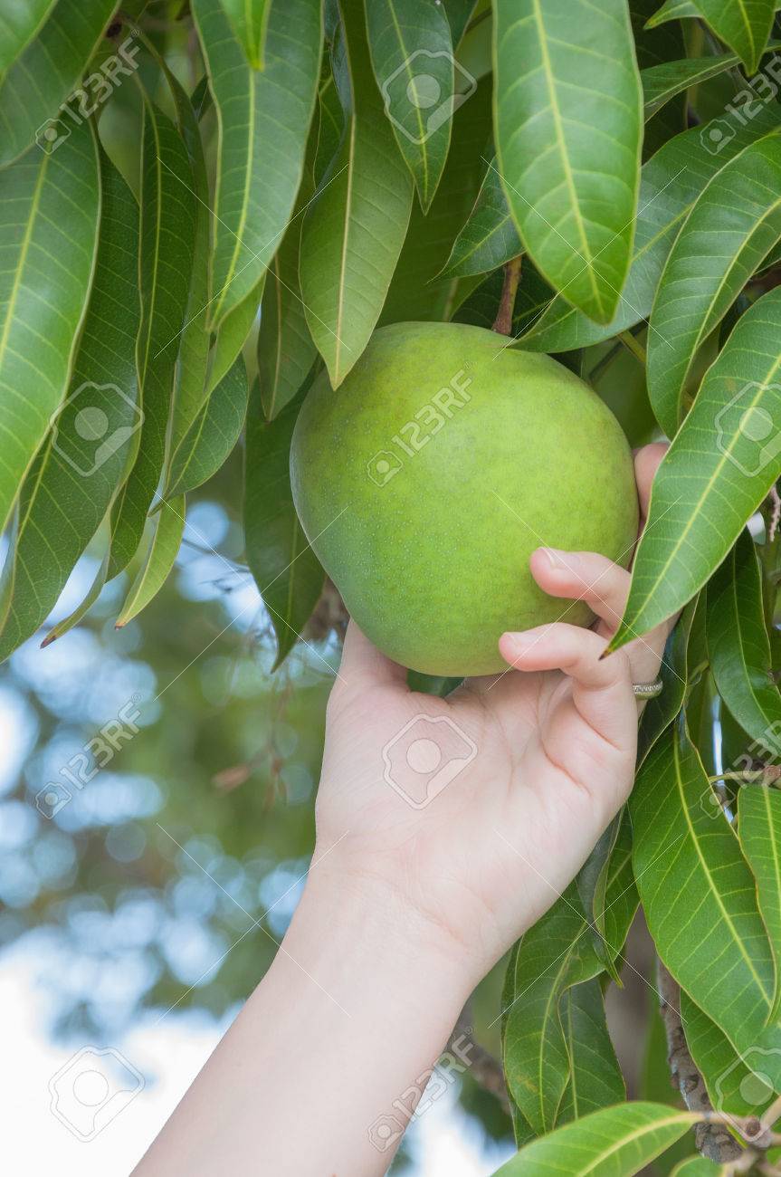 Detail A Mango In The Hand Nomer 32