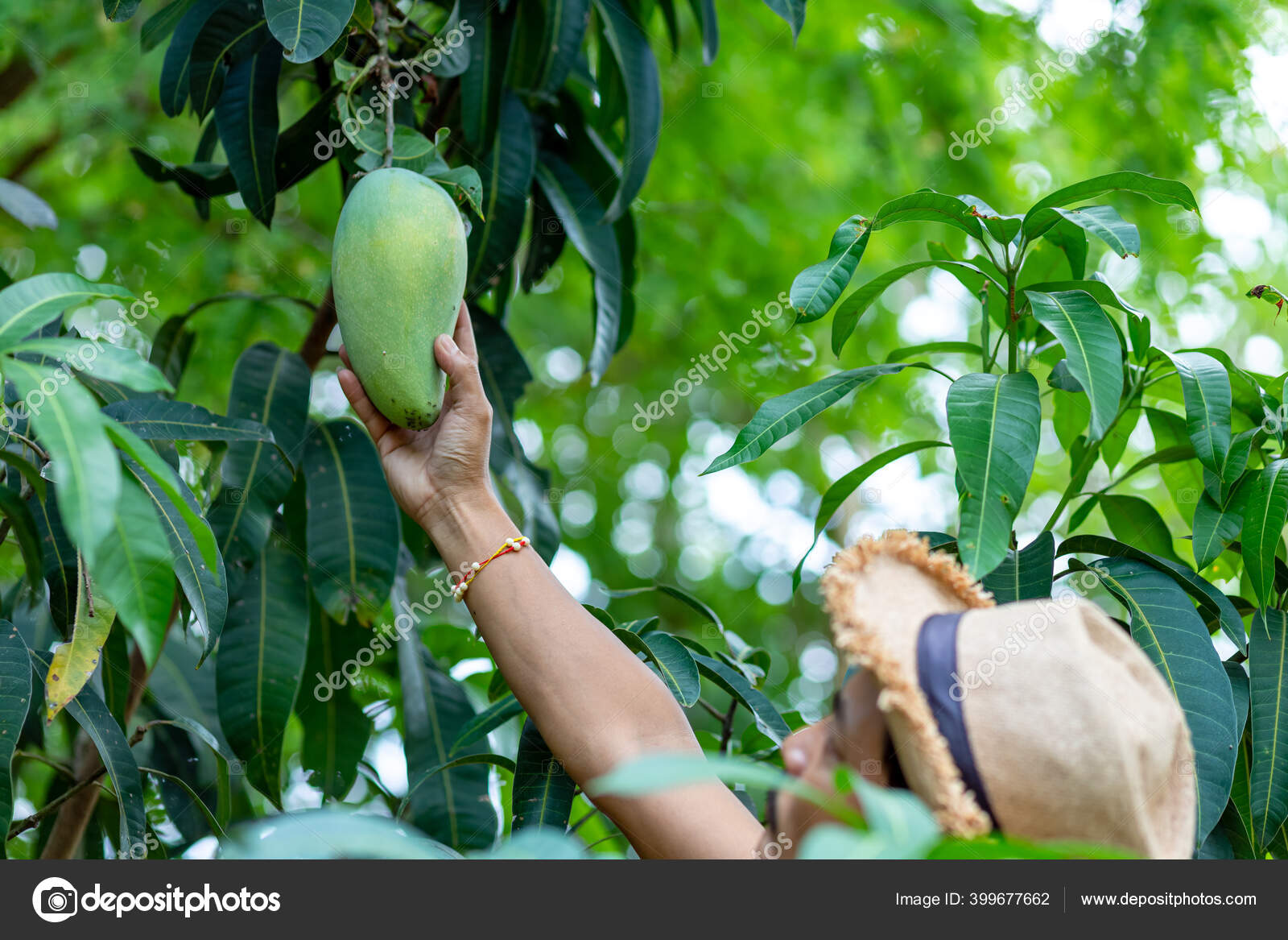 Detail A Mango In The Hand Nomer 34