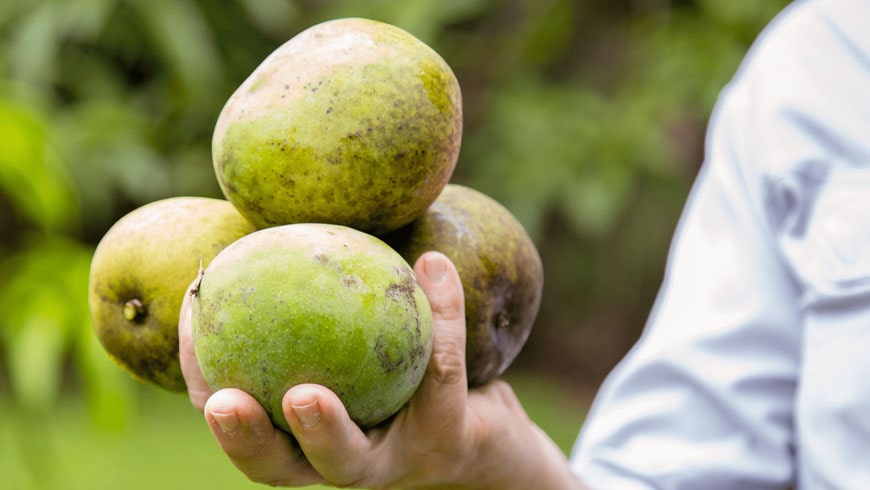 Detail A Mango In The Hand Nomer 45