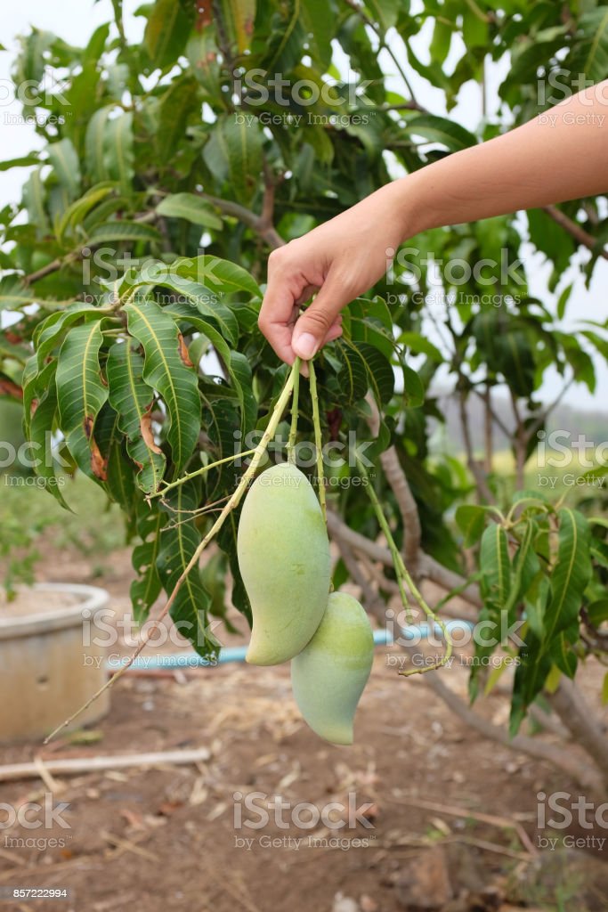 Detail A Mango In The Hand Nomer 48