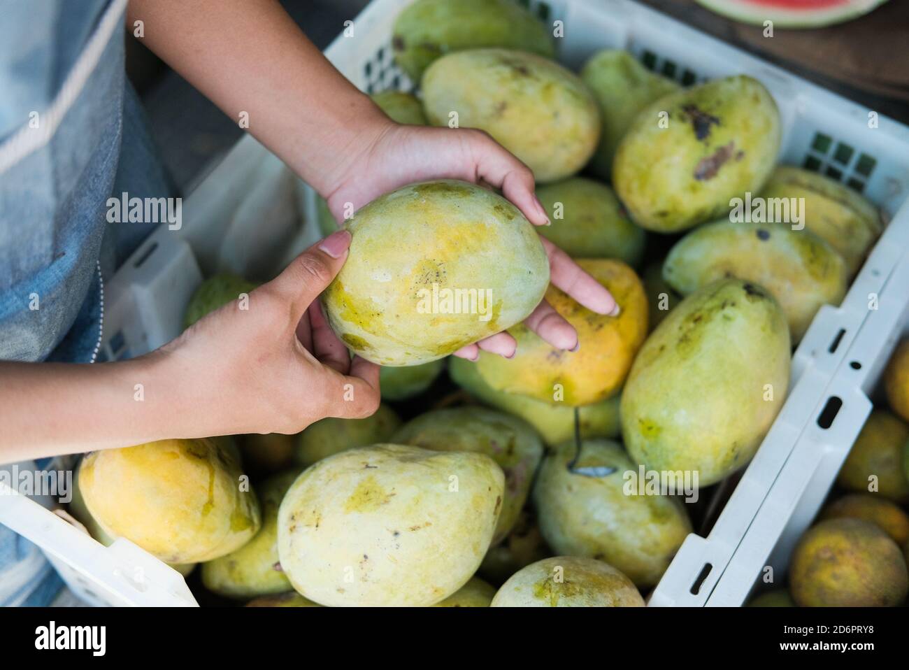 Detail A Mango In The Hand Nomer 59