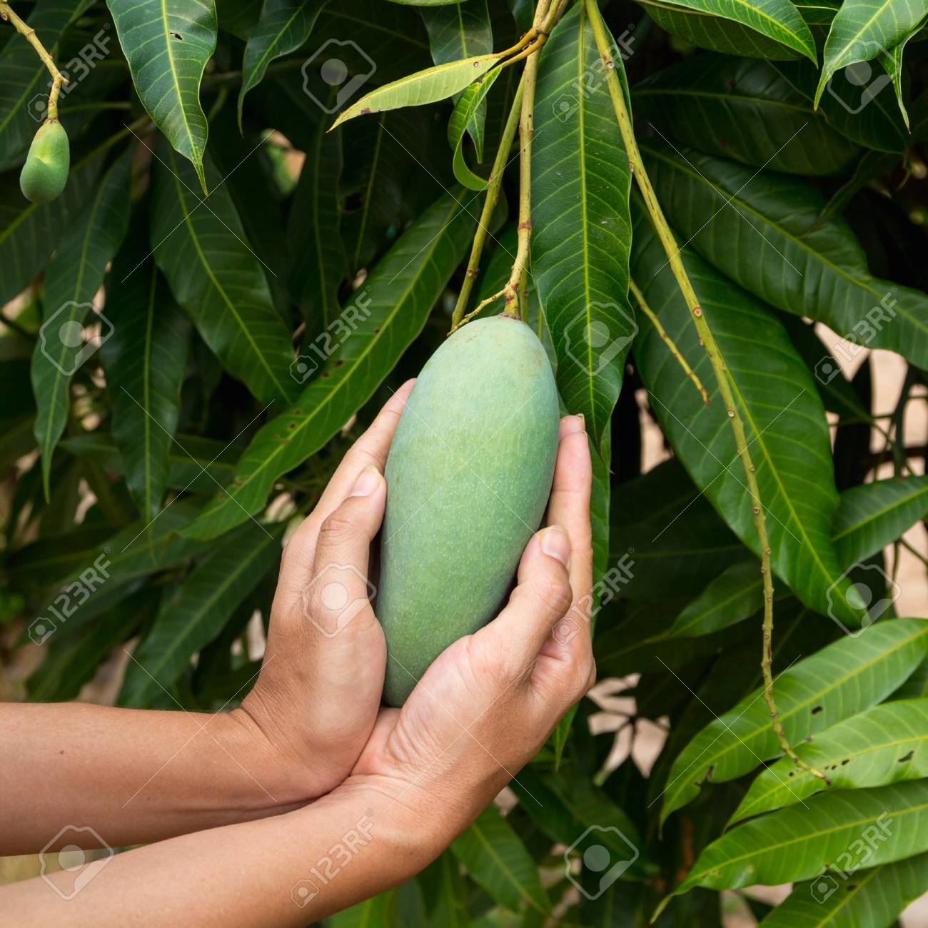 Detail A Mango In The Hand Nomer 7