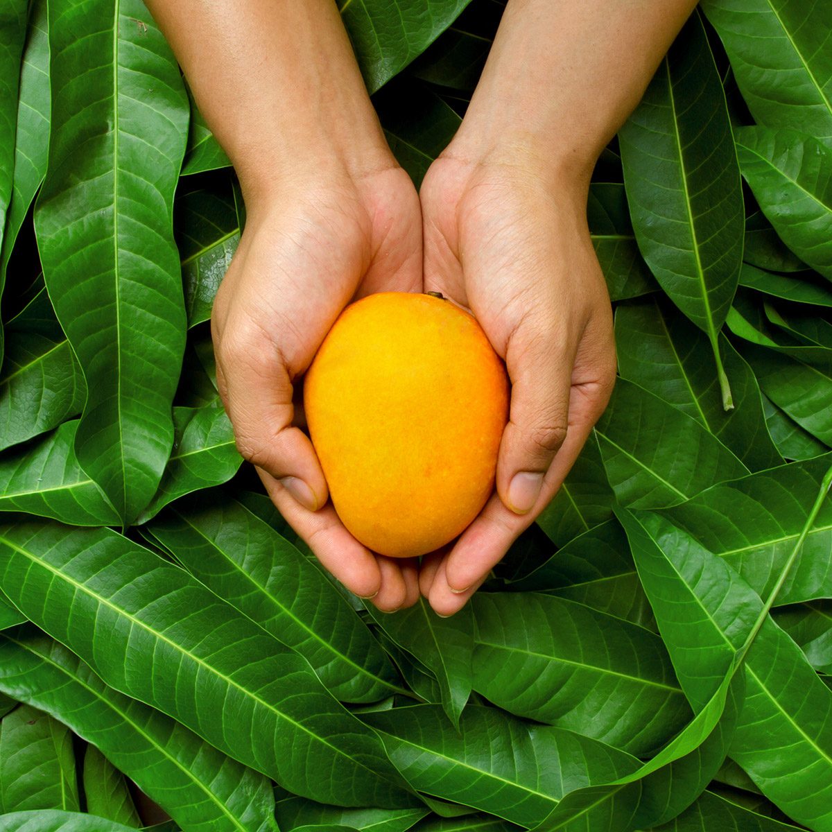 Detail A Mango In The Hand Nomer 9