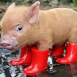 A Micro Pig Wearing A Raincoat And Booties - KibrisPDR