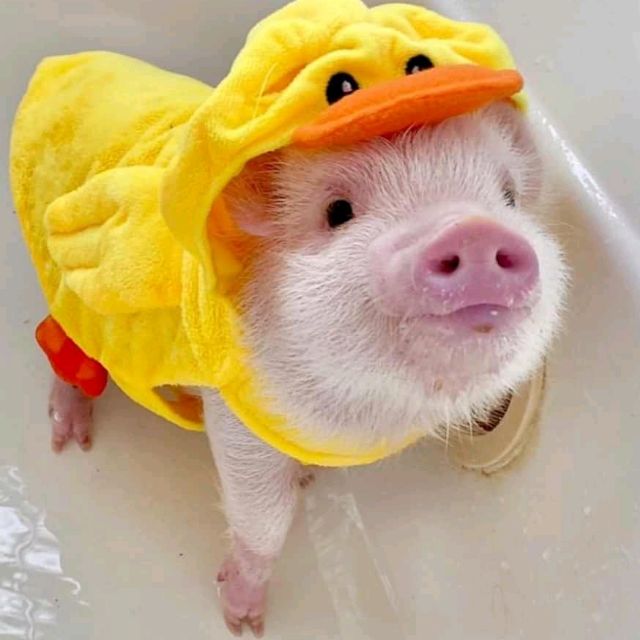 Detail A Micro Pig Wearing A Raincoat And Booties Nomer 31