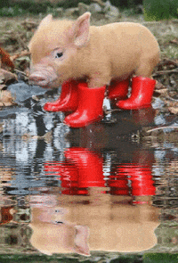 Detail A Micro Pig Wearing A Raincoat And Booties Nomer 55