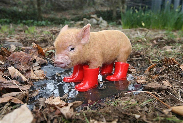 Detail A Micro Pig Wearing A Raincoat And Booties Nomer 8