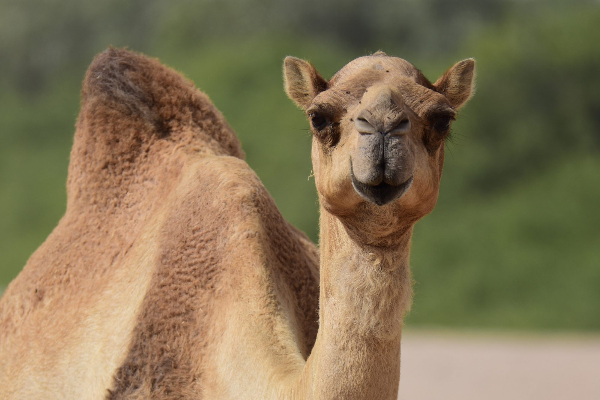 Detail A Pic Of A Camel Nomer 14