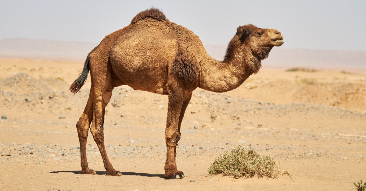 Detail A Pic Of A Camel Nomer 27
