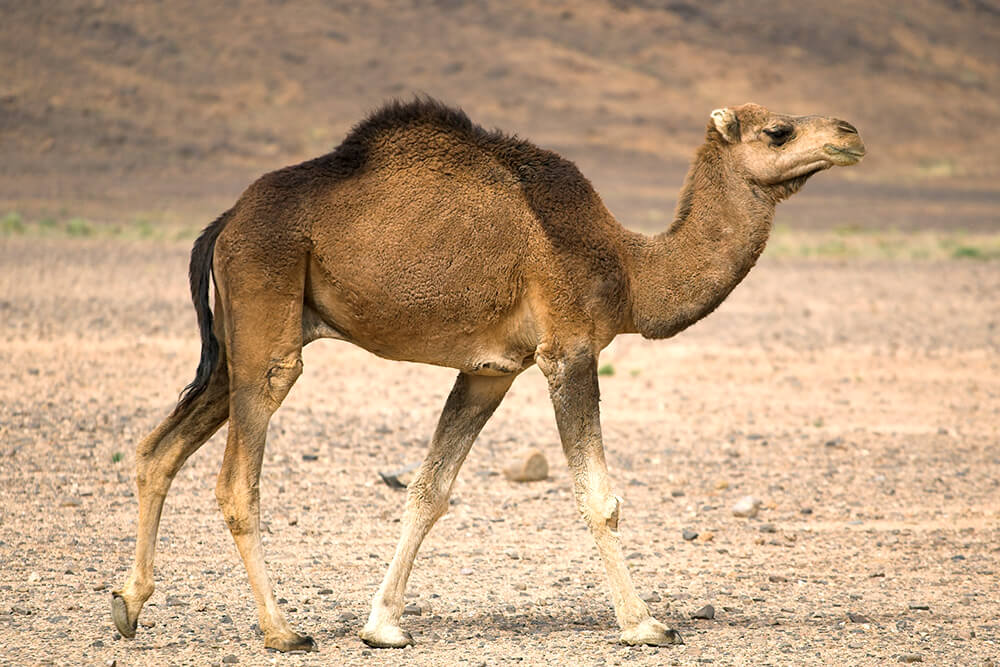 Detail A Pic Of A Camel Nomer 29