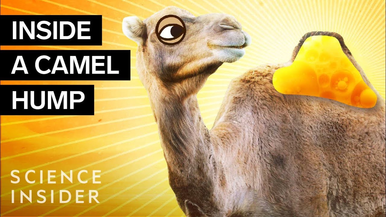 Detail A Pic Of A Camel Nomer 36