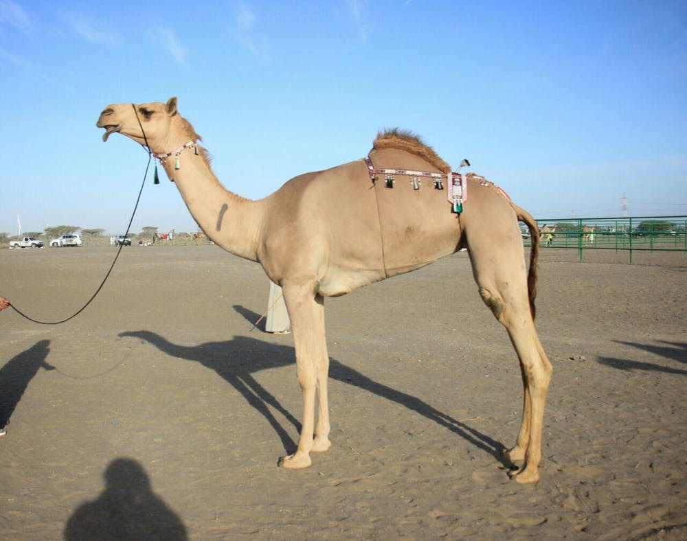 Detail A Pic Of A Camel Nomer 43