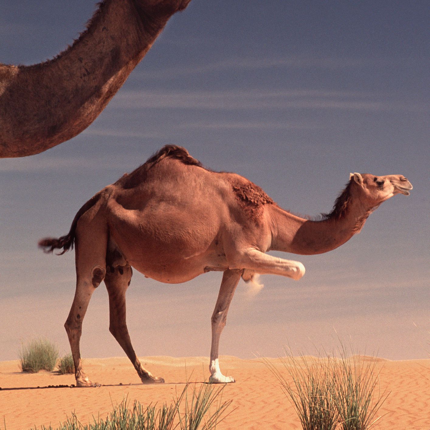 Detail A Pic Of A Camel Nomer 45