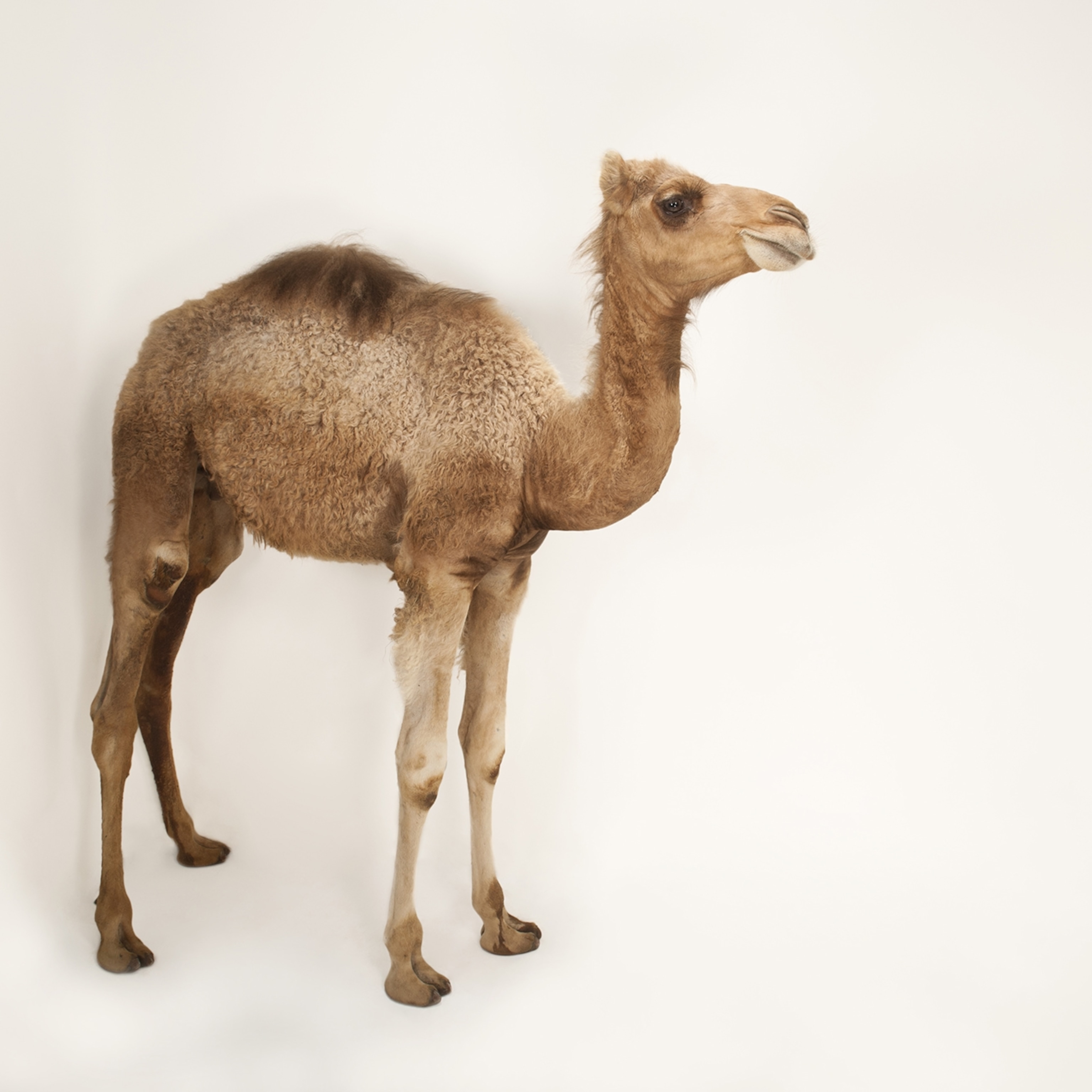 Detail A Pic Of A Camel Nomer 7