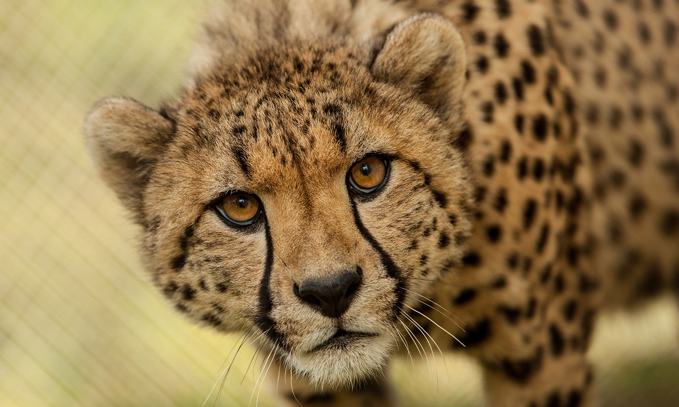 A Pic Of A Cheetah - KibrisPDR