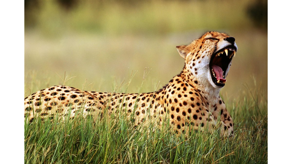 Detail A Pic Of A Cheetah Nomer 13