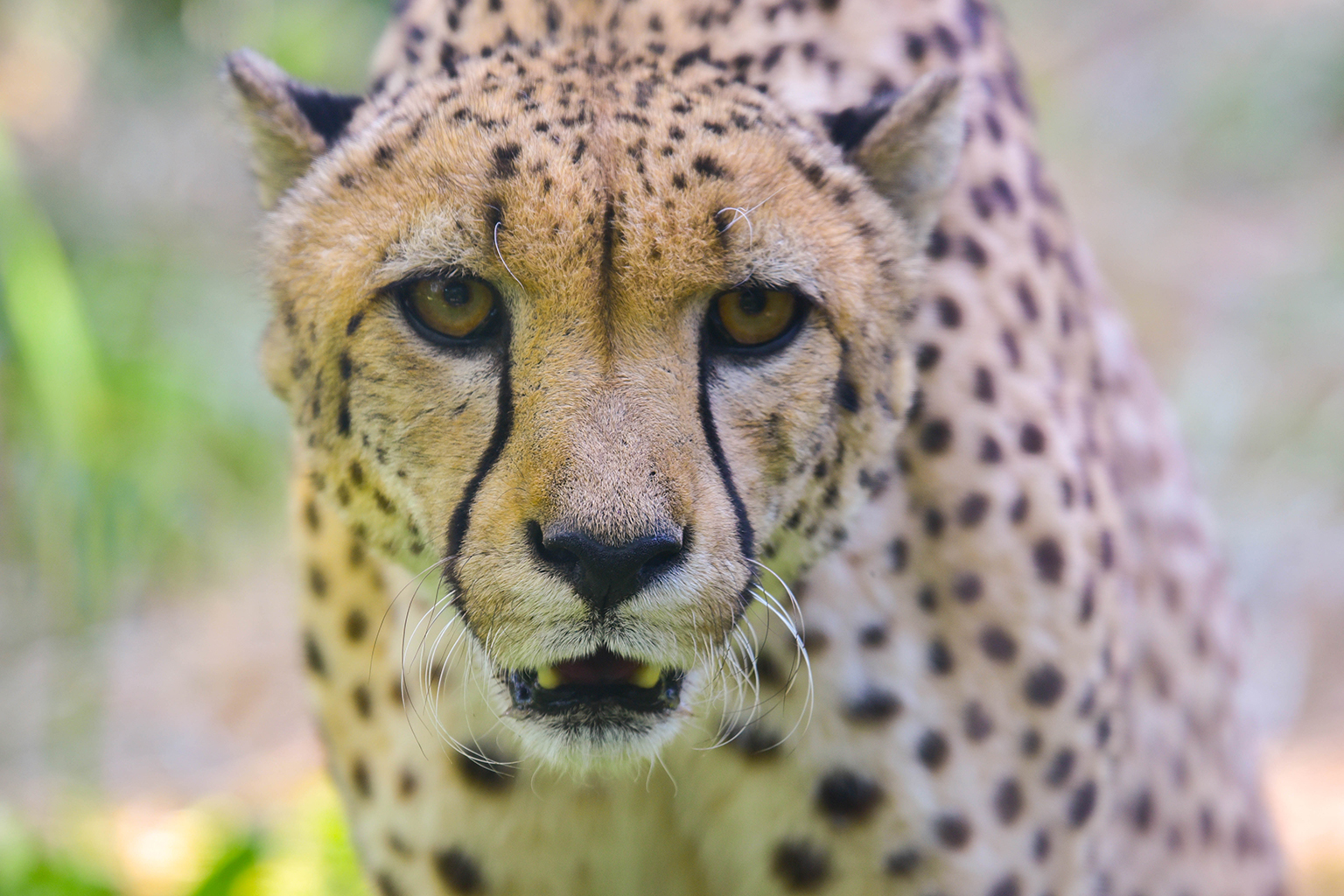 Detail A Pic Of A Cheetah Nomer 22