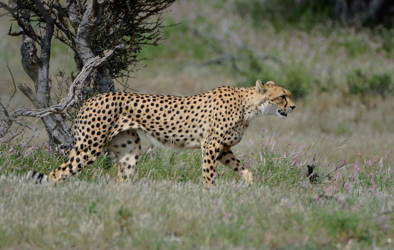 Detail A Pic Of A Cheetah Nomer 31