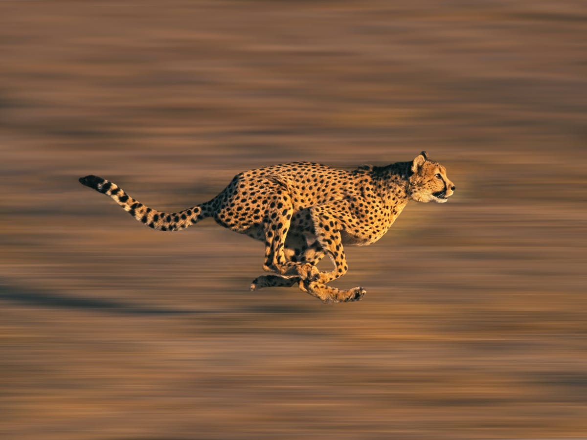 Detail A Pic Of A Cheetah Nomer 36