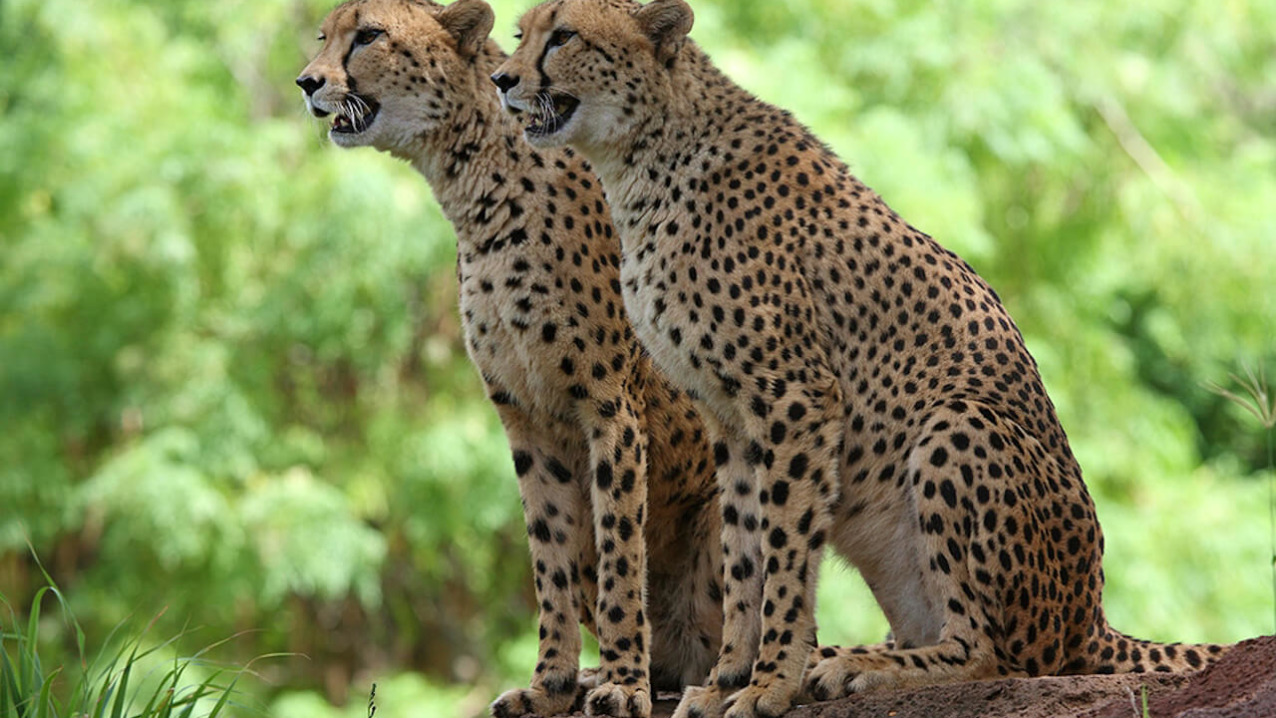 Detail A Pic Of A Cheetah Nomer 37