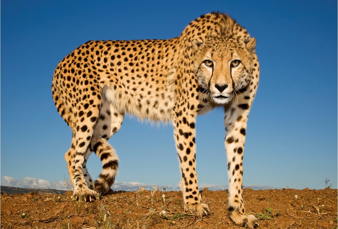 Detail A Pic Of A Cheetah Nomer 5
