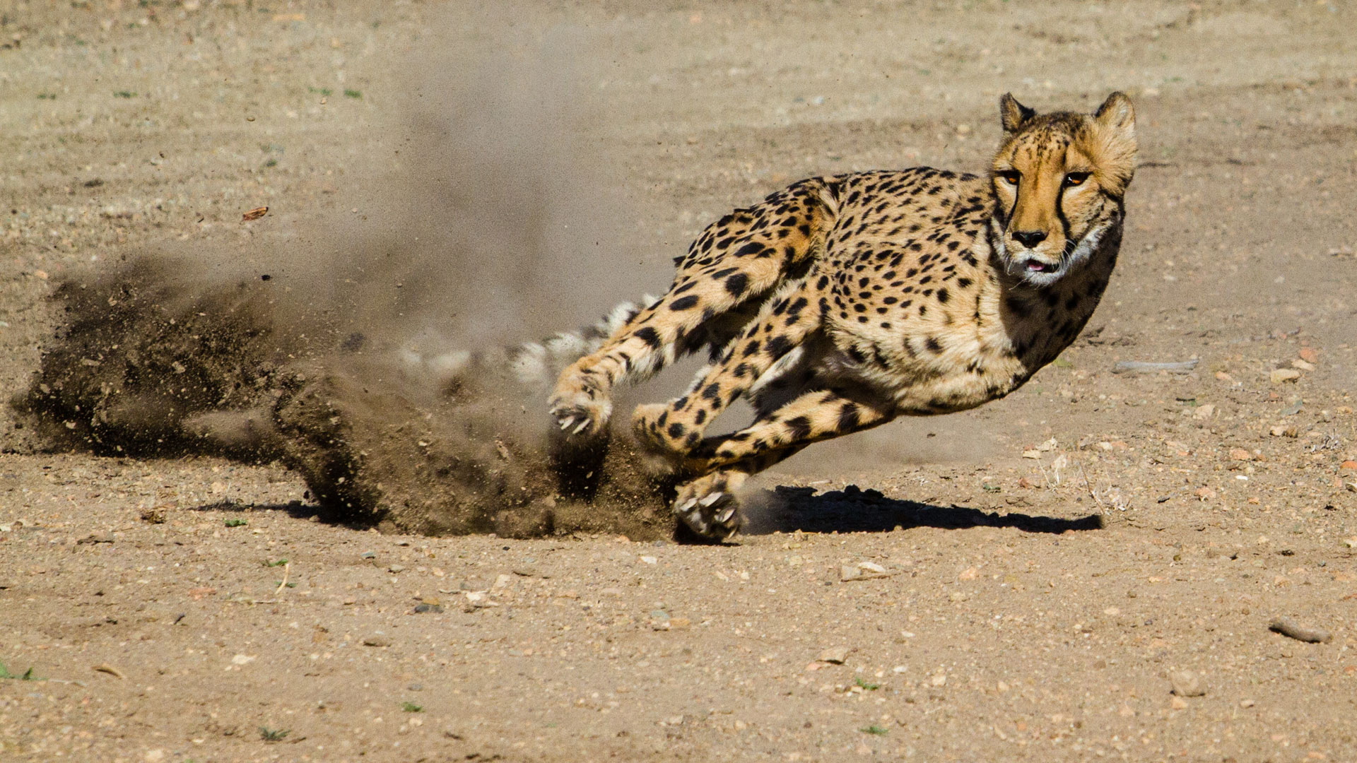 Detail A Pic Of A Cheetah Nomer 43