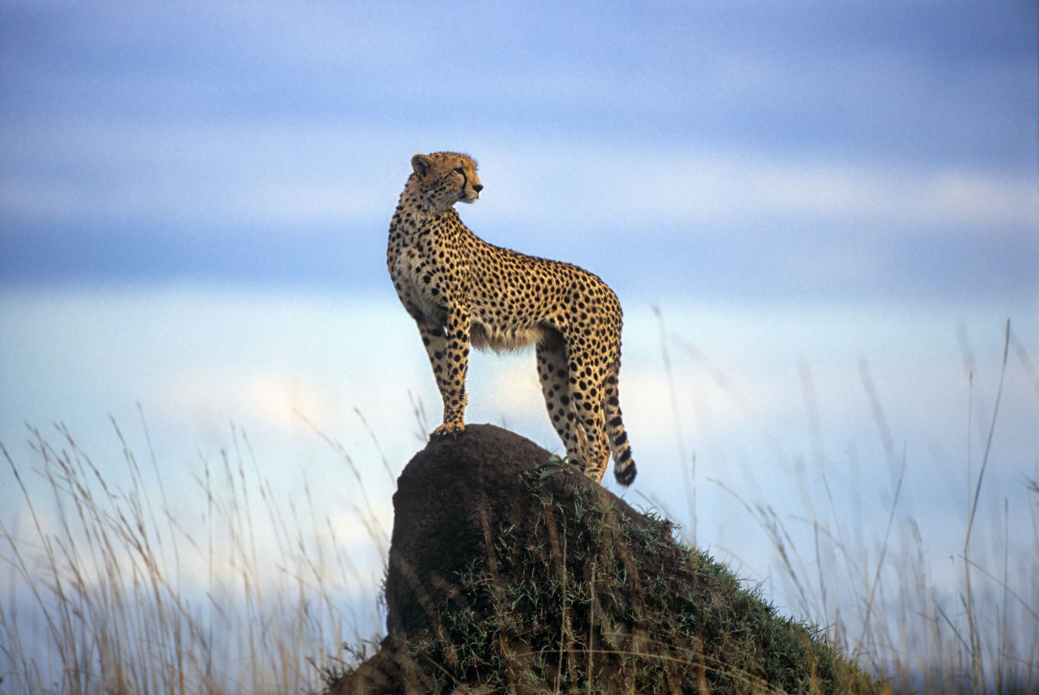 Detail A Pic Of A Cheetah Nomer 44