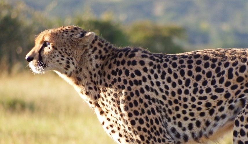 Detail A Pic Of A Cheetah Nomer 46