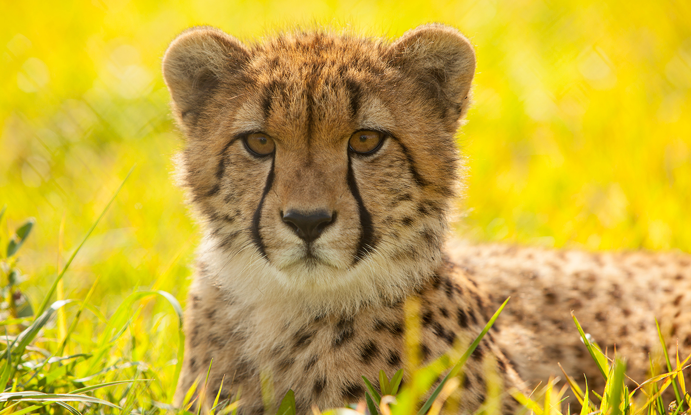 Detail A Pic Of A Cheetah Nomer 6