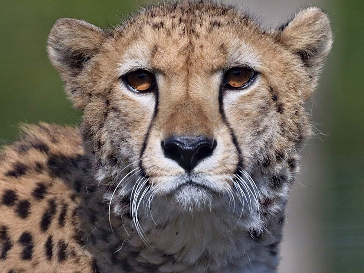 Detail A Pic Of A Cheetah Nomer 51