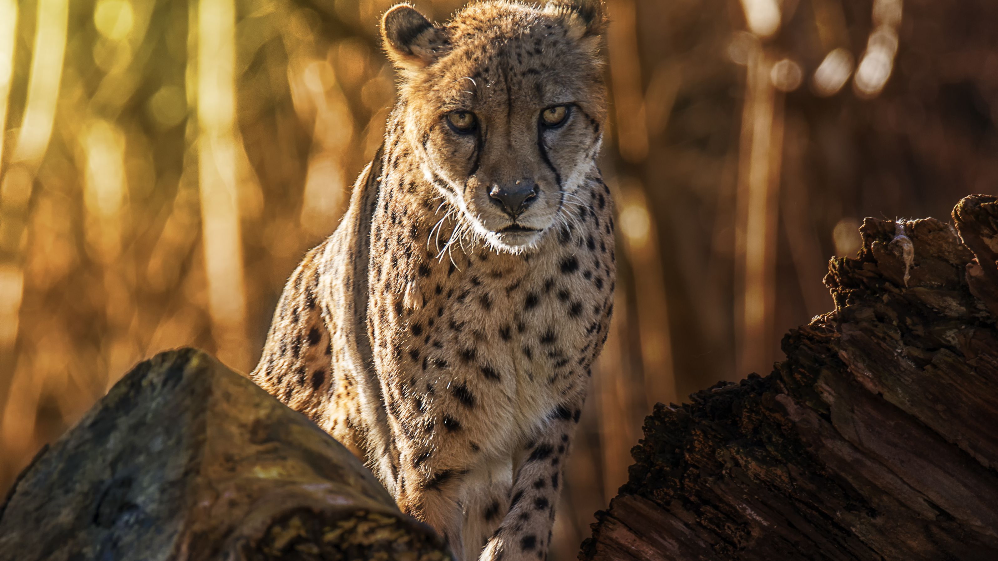 Detail A Pic Of A Cheetah Nomer 55