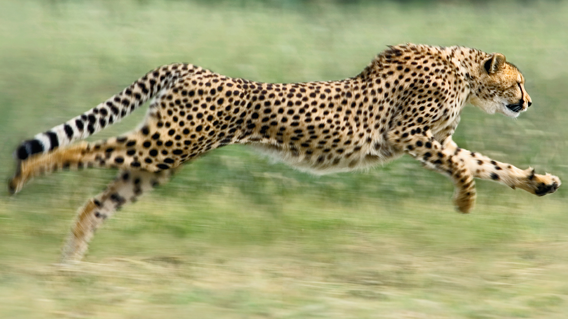 Detail A Pic Of A Cheetah Nomer 7
