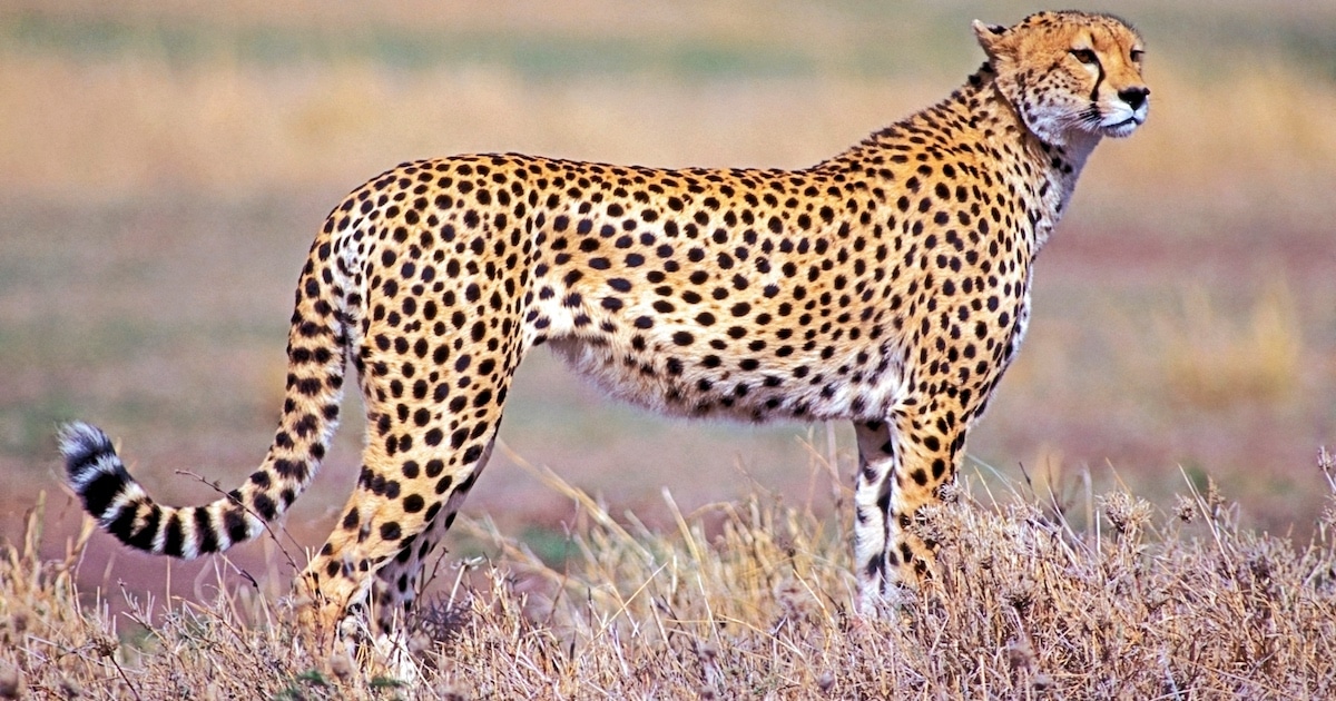 Detail A Pic Of A Cheetah Nomer 8