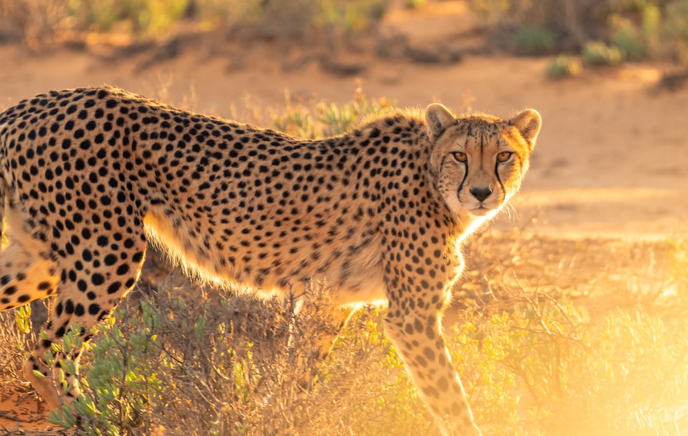 Detail A Pic Of A Cheetah Nomer 9