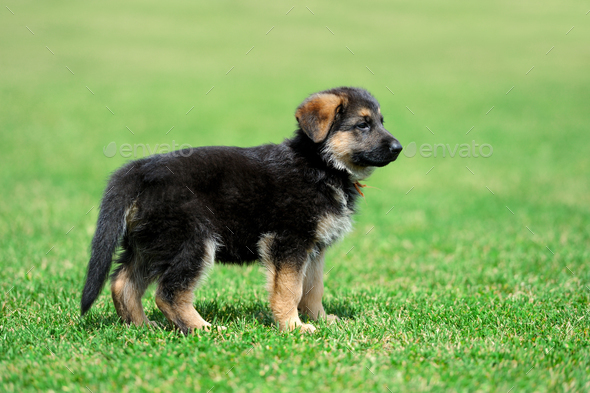 Detail A Picture Of A Baby German Shepherd Nomer 15
