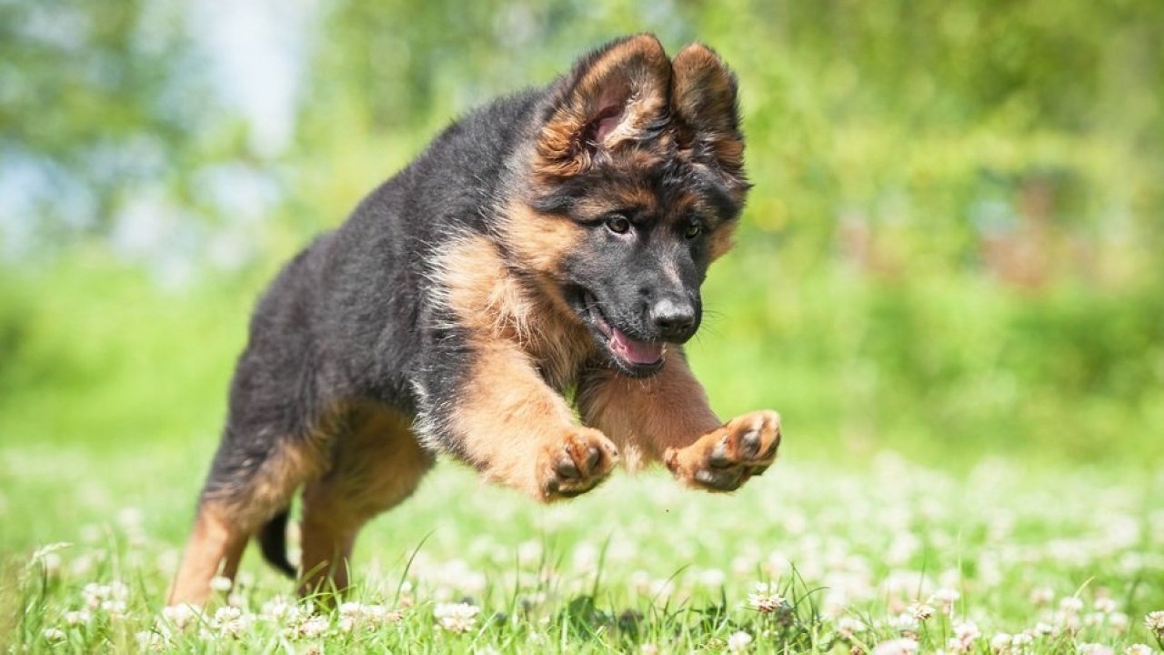 Detail A Picture Of A Baby German Shepherd Nomer 17