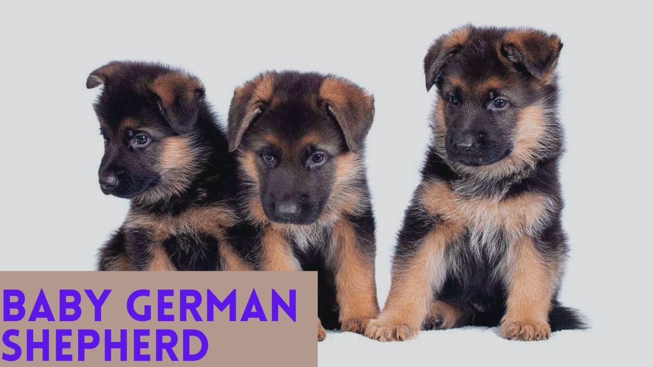 Detail A Picture Of A Baby German Shepherd Nomer 19