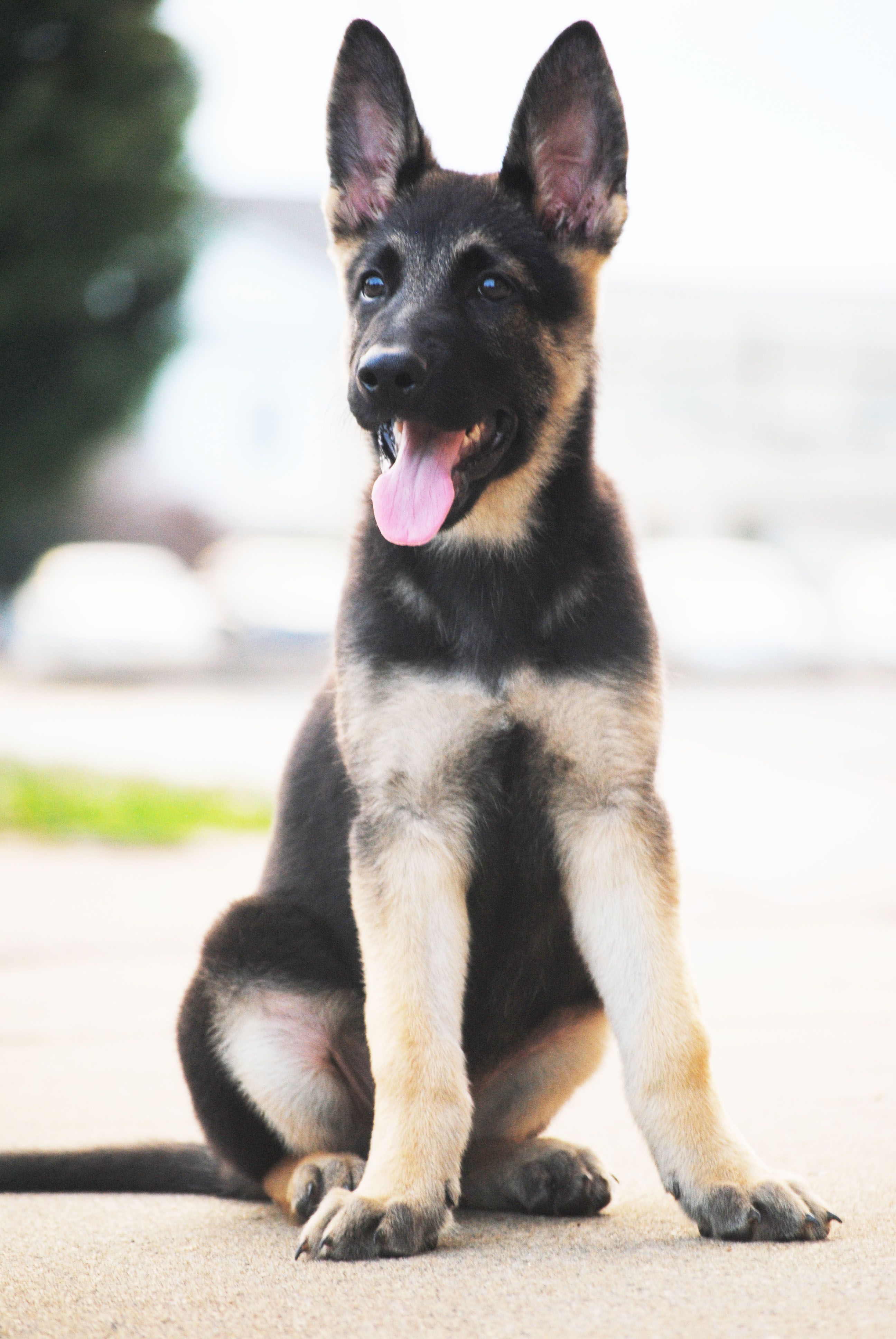 Detail A Picture Of A Baby German Shepherd Nomer 20