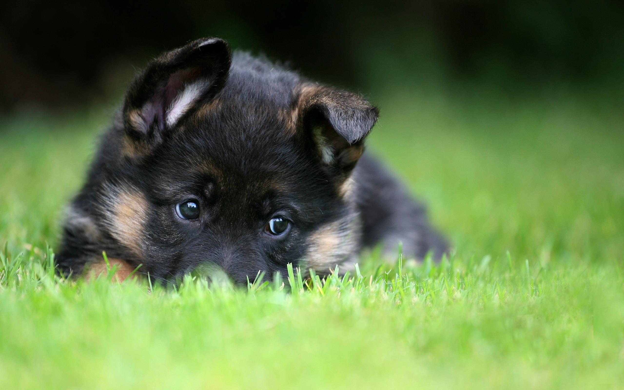 Detail A Picture Of A Baby German Shepherd Nomer 27