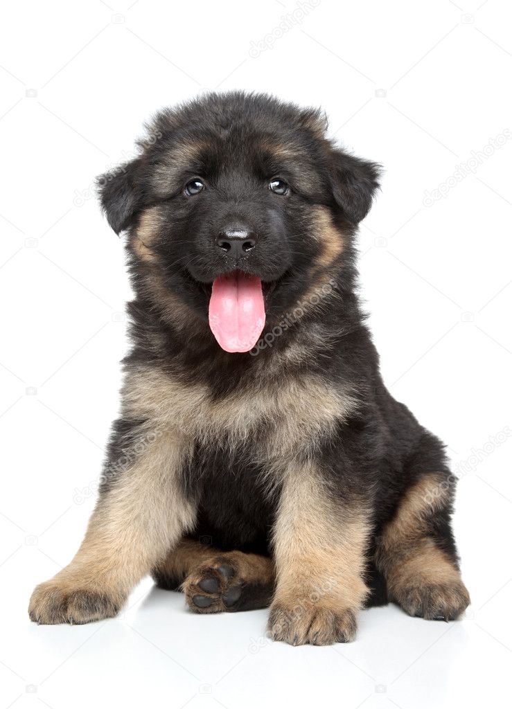 Detail A Picture Of A Baby German Shepherd Nomer 41